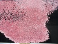 /album/galerie-de-photos/flamands-roses-jpg/